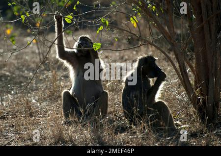 Chacma Baboons (Papio ursimus) kombinieren Futtersuche und Hintergrundbeleuchtung mit Sonnenlicht, Kruger-Nationalpark, Mpumalanga, Südafrika Stockfoto