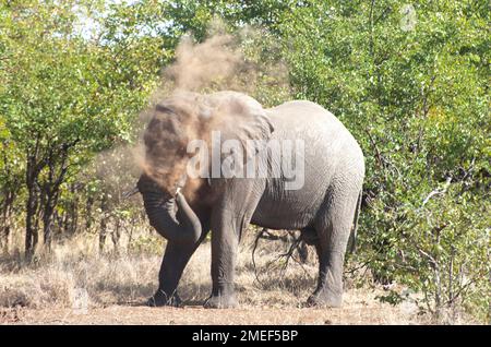 Elefant (Loxodonta africana) mit Staubbad, Kruger-Nationalpark, Mpumalanga, Südafrika Stockfoto