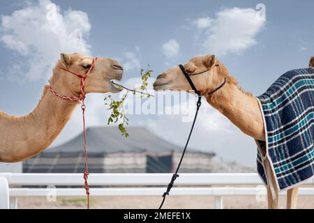 Kamel in der Wüste mit traditionellem arabischen Zelt. Khaima in der Wüste Stockfoto