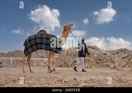 Araber und Kamel auf der Farm. Kamel in der Wüste mit araber Stockfoto