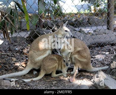 Agile Wallabies (Notamacropus agilis) in einem Zoo : (Pix Sanjiv Shukla) Stockfoto