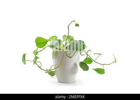 Philodendron Skandens, immergrüner Kletterer mit herzförmigen Blättern, junge Pflanze, als Zimmerpflanze in einem Keramikblütentopf, isoliert auf einem weißen Backgr Stockfoto