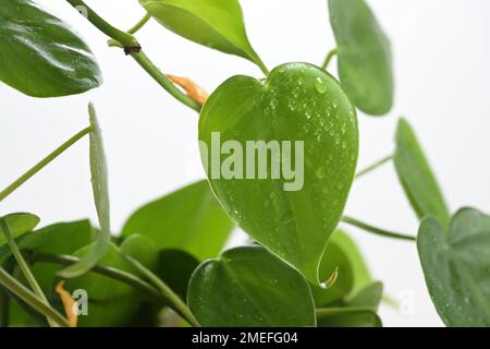 Herzförmiges Blatt aus Philodendron-Skandalen mit Wassertropfen, immergrüner Kletterer und dekorativer Zimmerpflanze, Liebessymbol, Kopierraum, ausgewählter Fokus Stockfoto