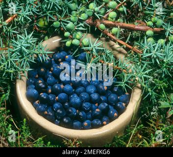 Wacholderbeeren, grüne auf dem weiblichen Sträucher und reife, die gesammelt wurden. Juniperus communis Österreich, Tirol Stockfoto