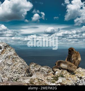 Eine wunderschöne Aufnahme von zwei berbermakaken, die auf der Klippe am Meer sitzen Stockfoto