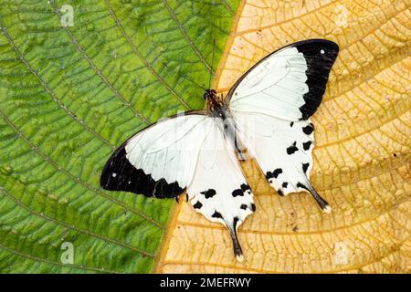 Afrikanischer Schwalbenschwanz - Papilio dardanus, schöner großer Schmetterling aus afrikanischen Wäldern und Gärten, Andasibe, Madagaskar. Stockfoto