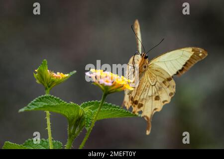 Afrikanischer Schwalbenschwanz - Papilio dardanus, schöner großer Schmetterling aus afrikanischen Wäldern und Gärten, Andasibe, Madagaskar. Stockfoto