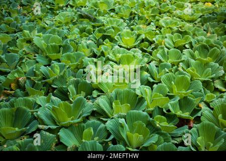 Wasserlilien auf der Plaza Heneral Santos, General Santos City, Philippinen Stockfoto