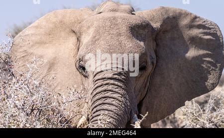 Teleeinstellung des Kopfes eines afrikanischen Elefanten, Loxodonta Africana, der im Etosha-Nationalpark in Namibia isst. Stockfoto