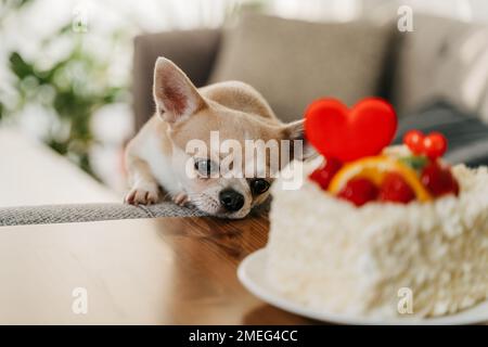 Der Hund wollte Valentinstag-Kuchen. Witzig, dass chihuahua süßen Kuchen mit Herzform zum Valentinstag fragt Stockfoto
