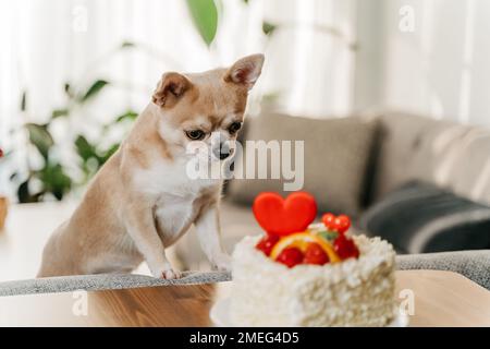 Der Hund wollte Valentinstag-Kuchen. Witzig, dass chihuahua süßen Kuchen mit Herzform zum Valentinstag fragt Stockfoto
