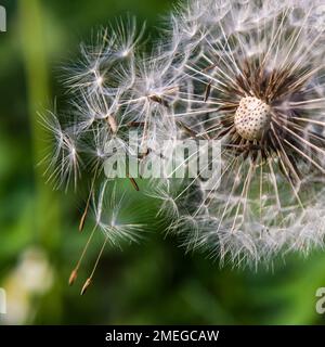 Löwenzahn in Wassertropfen bei sonnigem Wetter Stockfoto