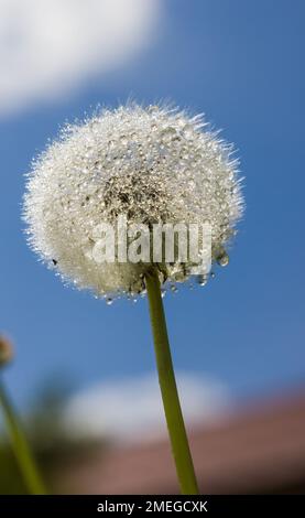 Löwenzahn in Wassertropfen bei sonnigem Wetter Stockfoto