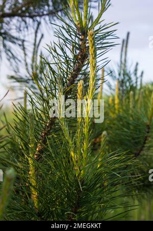 Kiefern blühen im Frühling. Nahaufnahme des Himmelshintergrunds Stockfoto