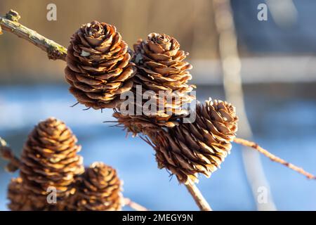 Europäische Lärche, Larix decidua, Baum, Ast mit Zapfen im Winter. Stockfoto