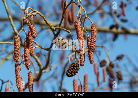 Europäischer Erle, Alnus glutinosa, Zweig mit reifen weiblichen Katzen, blühenden männlichen Katzen und Knospen auf weichem Hintergrund, selektiver Fokus. Stockfoto