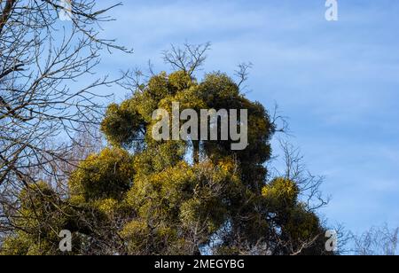 Ein kranker verwelkter Baum, angegriffen von Mistelzweigen, Viscum. Es sind hölzerne, obligatorische hemiparasitäre Sträucher. Stockfoto