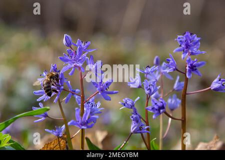 Die Honigbiene sammelt Nektar und Pollen aus der blauen, leicht welkenden Blume Scilla bifolia, Alpenkauz oder Zweiblättrigem Squill. Primrose im Frühling. Stockfoto