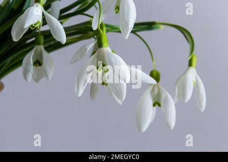 Wunderschöne Schneetropfen im Korb aus Korb aus Korb mit hellgrauem Hintergrund, Nahaufnahme. Stockfoto