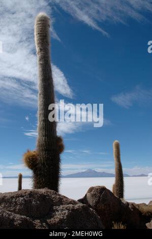 Großer Kaktus in Bolivien Salar de uyuni blauer Himmel Stockfoto