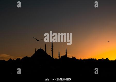 Suleymaniye Moschee und Möwe bei Sonnenuntergang. Ramadan oder islamisches Foto. Stadtbild von Istanbul. Stockfoto