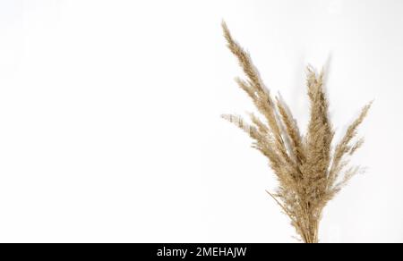 Ein Strauß wunderschöner trockener Graspflanzen auf weißem Hintergrund mit harten Schatten. Hasenschwanz, Lagurus ovatus und Festuca. Hausdekoration mit Blumen. Eleme Stockfoto
