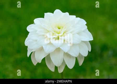 Große weiße Dahlienblüte, Nahaufnahme. In einem Ziergarten. Unscharfer natürlicher grüner Hintergrund. Trencin, Slowakei. Stockfoto