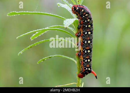 Caterpillar Hyles Euphorbiae, die Falkenmotte, die auf einem Grasstamm sitzt, dicht beieinander. Am Morgentau. Dubnica, Slowakei. Stockfoto