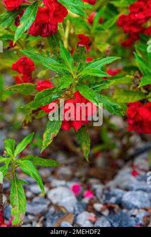 Tropische Pflanzen, rote Blumen, Buschbaum im Freien. Stockfoto