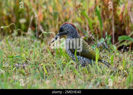 Europäischer grüner Specht, der im Gras steht. Ich Suche nach Essen. Kleine Ameisen. Gattung Picus viridis. Dubnica, Slowakei. Stockfoto