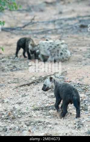 Gesuchte Hyena (Crocuta crocuta) mit zwei Jugendlichen, Kruger-Nationalpark, Mpumalanga, Südafrika Stockfoto