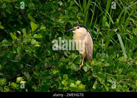 Schwarzer Nachtreiher, männlich, bewegungslos auf einem Ast sitzend. Gattung Nicticorax nicticorax. Lake Dubnica, Slowakei. Stockfoto