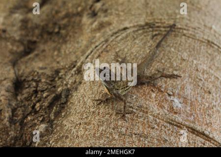 Eine Nahaufnahme einer braunen Anole auf einem Ast Stockfoto