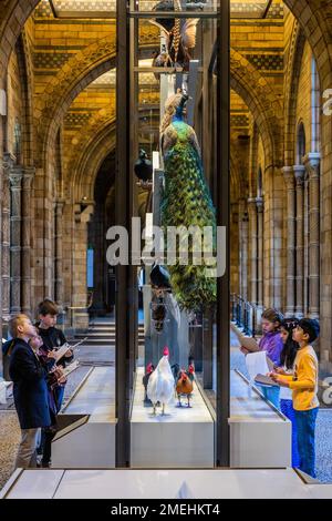 London, Großbritannien. 24. Januar 2023. The Wild Escape at the Natural History Museum, eine neue nationale Kampagne unter der Leitung des Art Fund, um kreativ auf die Bedrohung der natürlichen Umwelt Großbritanniens zu reagieren. 500 Museen in ganz Großbritannien und Tausende von Kindern werden ihre Lieblingsmammel ziehen, um einen Beitrag zu einem epischen Kunstwerk zu leisten, das am Earth Day, dem 22. April 2023, in der Welt veröffentlicht wird. Kredit: Guy Bell/Alamy Live News Stockfoto