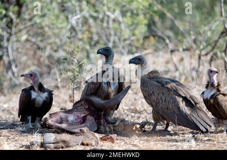 Wachen der weißen Geier (Zigeuner africanus) mit Kapuzengeier ( Necrosyrtes monachus), beide kritisch gefährdet; Schädel aus afrikanischer B-Region plündern Stockfoto