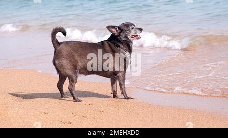 Fröhlicher chihuahua Hund lächelt am Ufer des Meerstrandes. Der Hund geht am Strand entlang und blickt auf das Meer mit viel Platz. Urlaub und Urlaub Stockfoto