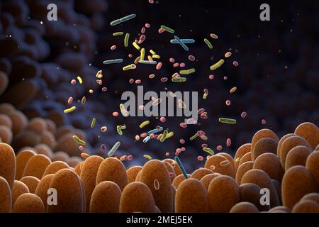 Darmbakterien. Mikrobiom. Darmmikrobiom hilft, die Darmverdauung und das Immunsystem zu kontrollieren. Probiotika sind nützliche Bakterien, die verwendet werden, um Stockfoto