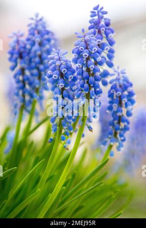 Traubenhyazinthen Muscariblüten, grüner und blauer Hintergrund im Frühlingsgarten, Kopierbereich Stockfoto