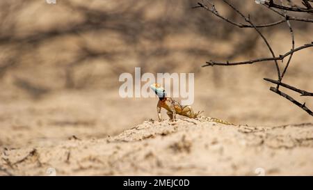 Ground Agama (Agama aculeata) Kgalagadi Transfrontier Park, Südafrika. Stockfoto