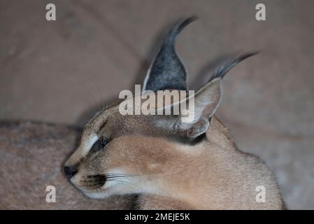 (Felis Caracal Caracal) mit Büschel Ohren, Tzaneen Lion und Predator Park, in der Nähe Tzaneen Tzaneen, Limpopo Provinz, Südafrika Stockfoto