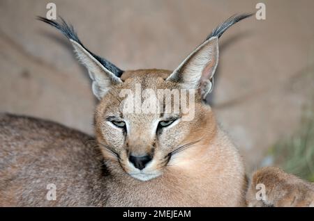 (Felis Caracal Caracal) mit Büschel Ohren, Tzaneen Lion und Predator Park, in der Nähe Tzaneen Tzaneen, Limpopo Provinz, Südafrika Stockfoto