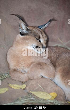 (Felis Caracal Caracal) mit Büschel Ohren, Tzaneen Lion und Predator Park, in der Nähe Tzaneen Tzaneen, Limpopo Provinz, Südafrika Stockfoto