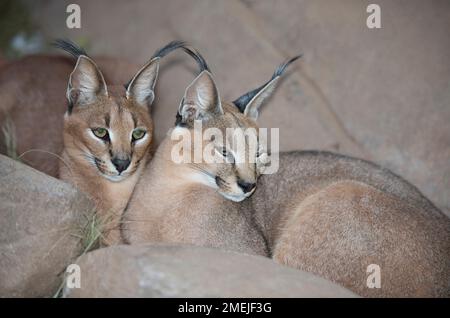 Caracal (Felis Caracal), Tzaneen Lion and Predator Park, in der Nähe von Tzaneen, Tzaneen District, Limpopo Province, Südafrika Stockfoto