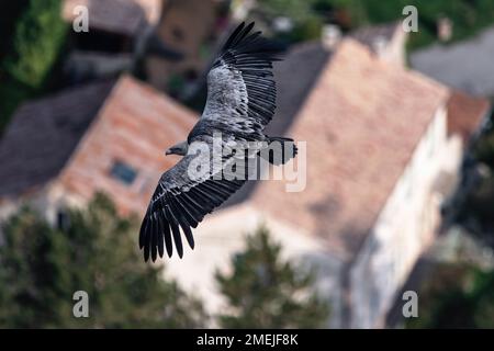 Ein eurasischer Griffon Vulture (Gyps fulvus), der über die Dächer eines französischen Dorfes fliegt und seine Flügel weit ausbreitet Stockfoto