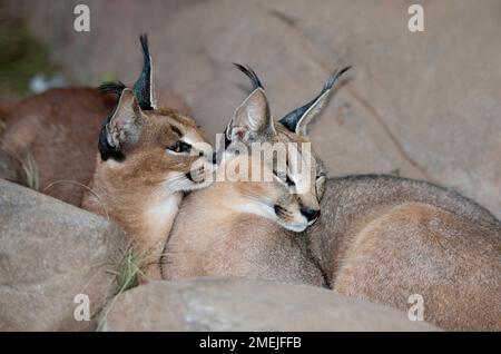 Caracal (Felis Caracal), Tzaneen Lion and Predator Park, in der Nähe von Tzaneen, Tzaneen District, Limpopo Province, Südafrika Stockfoto