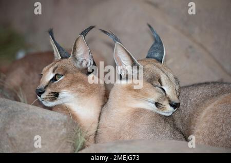 Caracal (Felis Caracal), Tzaneen Lion and Predator Park, in der Nähe von Tzaneen, Tzaneen District, Limpopo Province, Südafrika Stockfoto