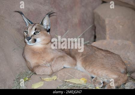 (Felis Caracal Caracal) mit Büschel Ohren, Tzaneen Lion und Predator Park, in der Nähe Tzaneen Tzaneen, Limpopo Provinz, Südafrika Stockfoto