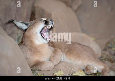 Caracal (Felis Caracal) mit gähnenden Ohren, Tzaneen Lion and Predator Park, in der Nähe von Tzaneen, Tzaneen District, Limpopo Province, Südafrika Stockfoto