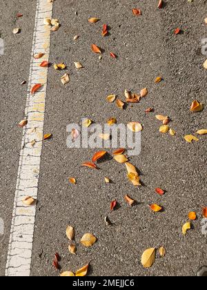 Hintergrund von heruntergefallenen Blättern auf Asphalt in der Stadt Stockfoto