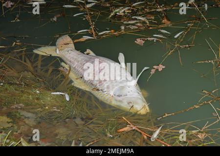 Toter Fisch in einem Teich nach dem Schmelzen des Eis, der an Sauerstoffmangel starb Stockfoto